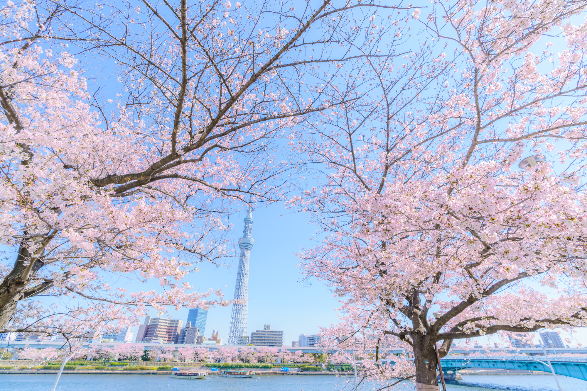 桜とスカイツリー