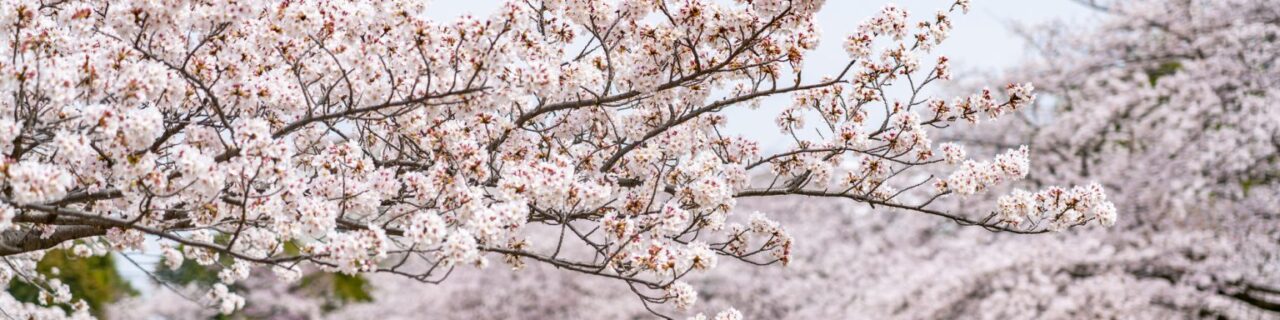 満開の桜の下でお花見をしている様子