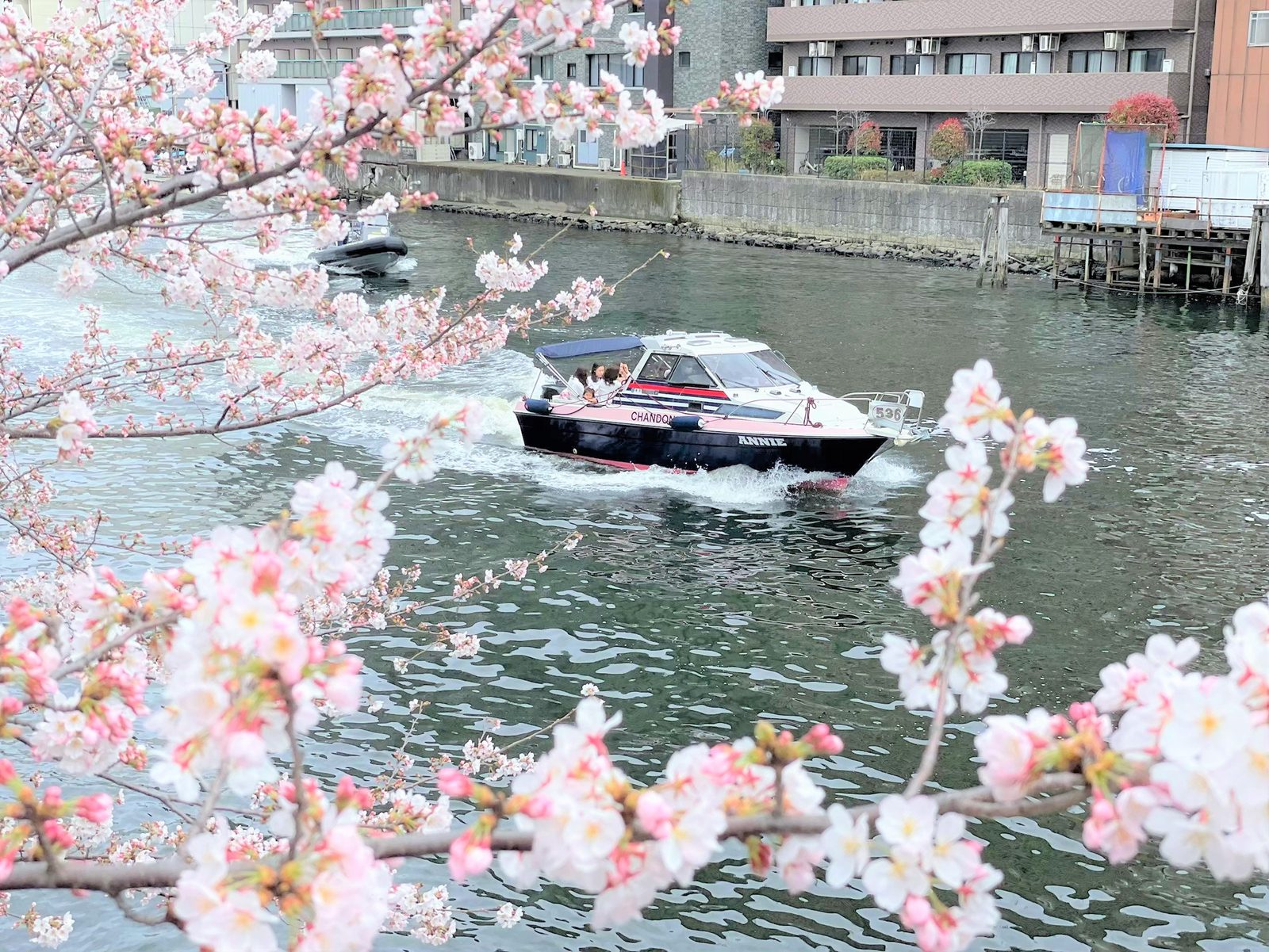 Hanami Chandon Cruise — cherry blossoms on the Meguro River